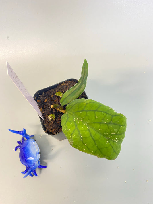 Hoya vitellinoides with new growth