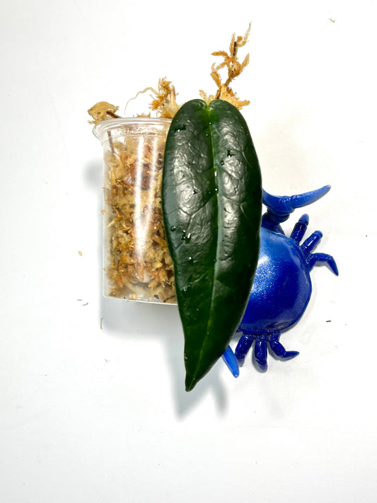 Hoya onychoides - unrooted