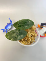 Hoya phuwuaensis / phu wua - fresh cutting