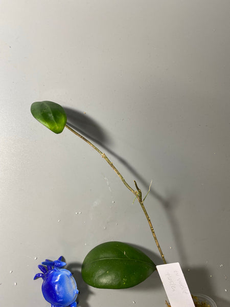 Hoya cv noelle - vitellinoides x vitellina - has roots