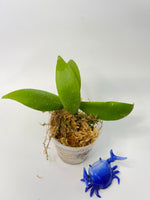 Hoya sp UT011 / UT-011- has some roots