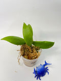 Hoya sp UT011 / UT-011- has some roots