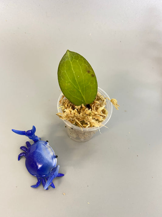 Hoya fitchii  - just starting to root - free add-on