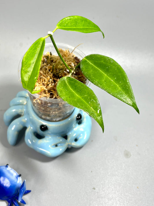 Hoya globulifera IML 1722 - Unrooted