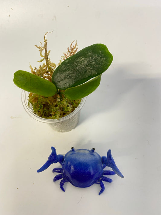 Hoya rotundiflora - with active growth