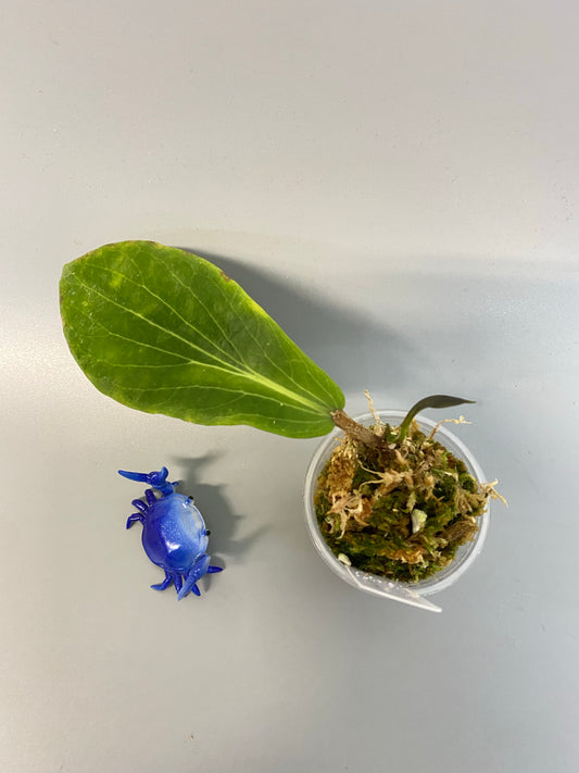 Hoya benguetensis - active growth