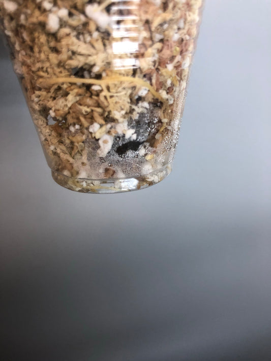 Hoya sp bulusan with some roots