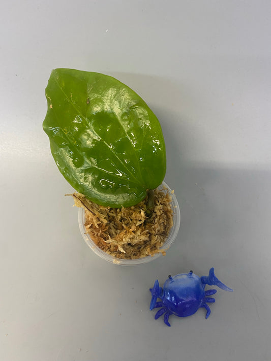 Hoya pentaphlebia - rehab with roots