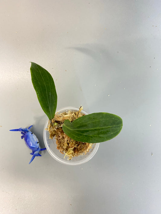 Hoya Benvergarai - unrooted