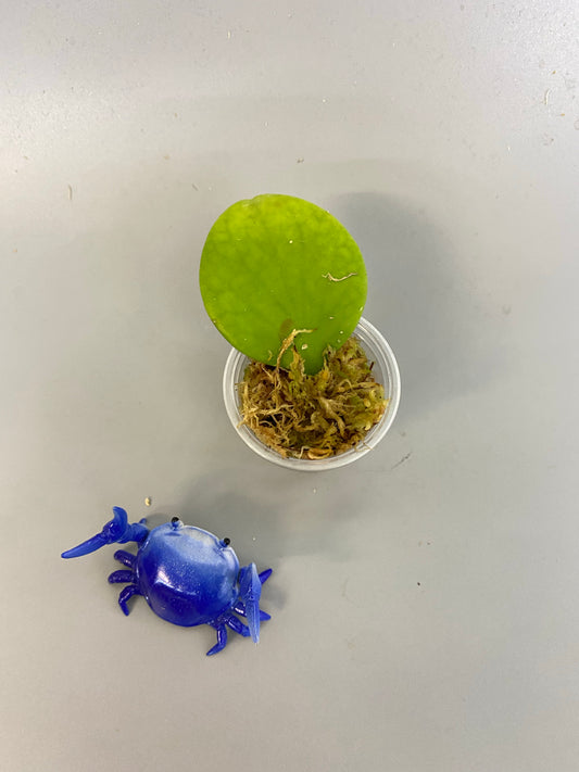 Hoya Kastbergii - has roots