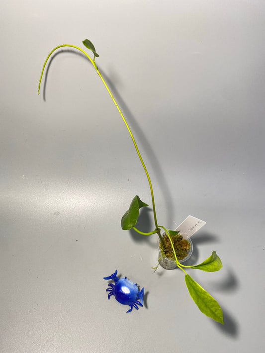 Hoya kaimuki (H macgillivrayi X H archboldiana) - active growth