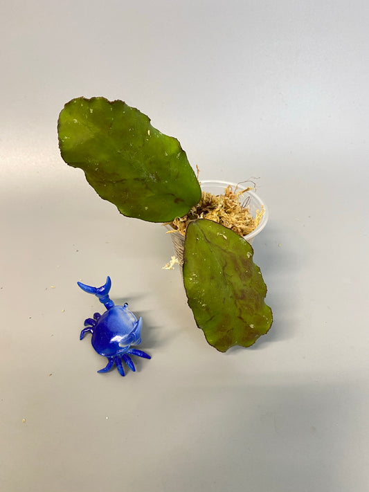 Hoya waymaniae borneo - just barely starting to root