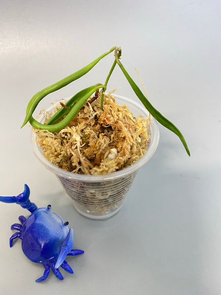 Hoya acicularis mutate - starting to root