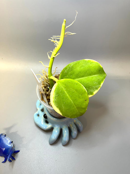 Hoya pachyclada outer variegation - Unrooted