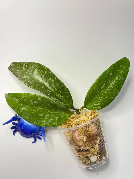 Hoya memoria x IR26 - unrooted