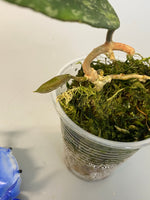 Hoya phuwuaensis - active growth