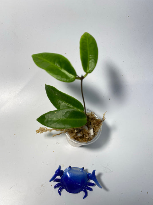 Hoya patella pink - unrooted