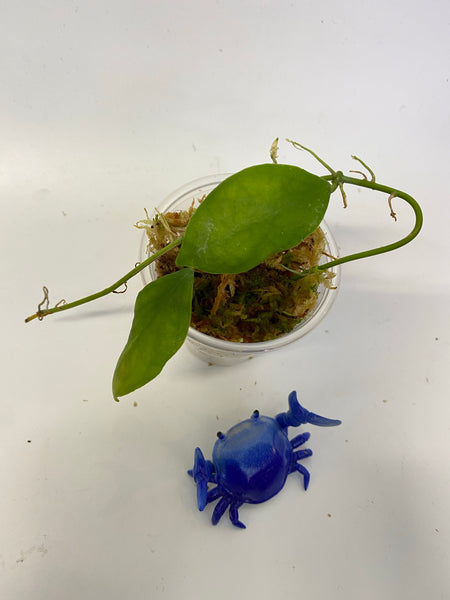 Hoya diptera fiji - has roots