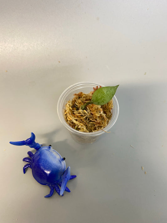 Hoya super silver krohniana (eskimo) - Unrooted - free addon