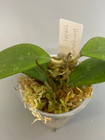 Hoya erythrostemma - pink corona - active growth