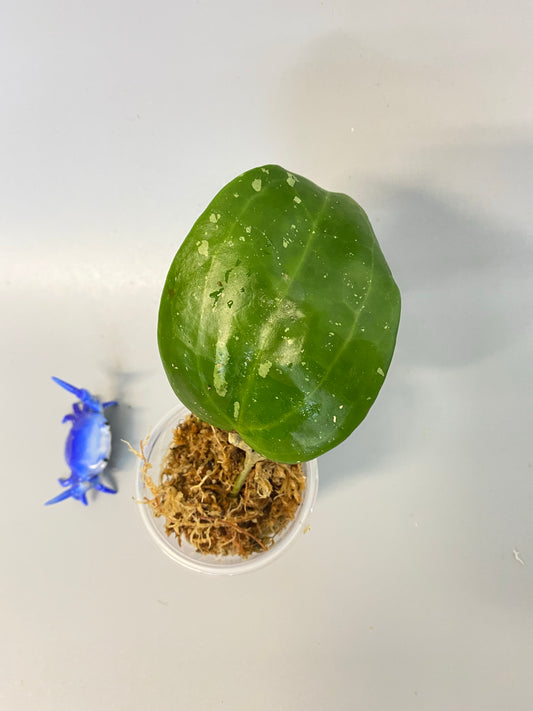 hoya macrophylla snow queen - with roots