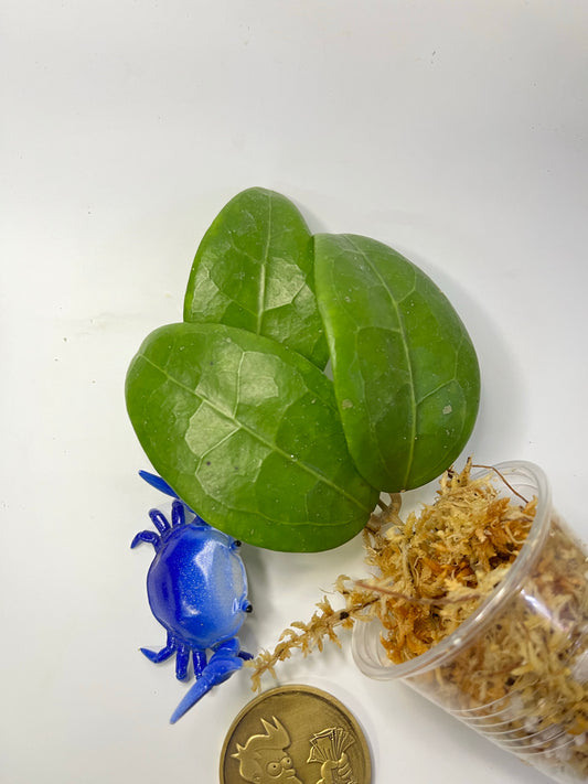 Hoya ut002 / ut-002 - Unrooted