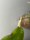 Hoya fauziana sp angulata - has some roots