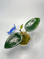 Hoya carnosa wat doi tung - active growth