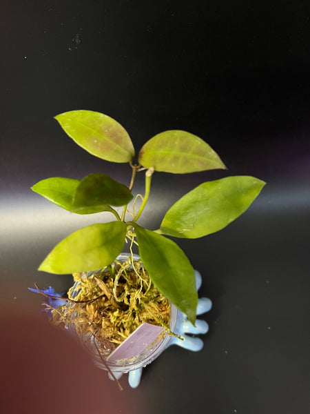 Hoya walliniana variegated - reverted - Unrooted