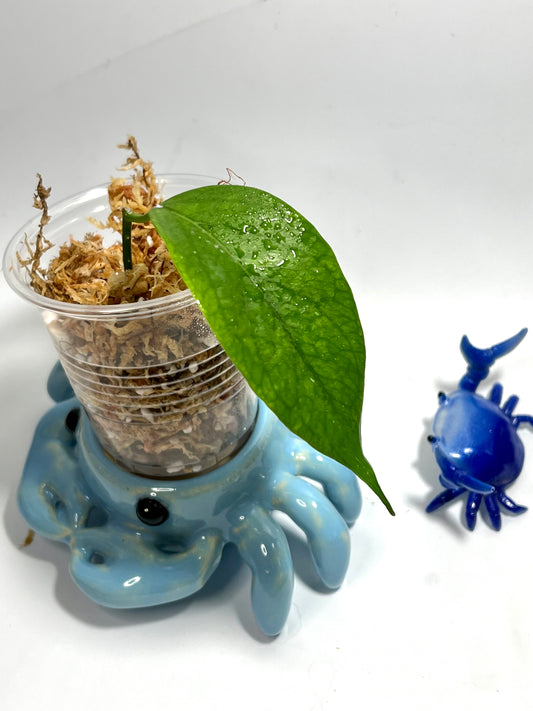 Hoya chewiorum  - Unrooted