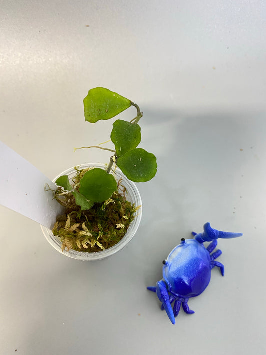 Hoya kanyakumariana - has roots