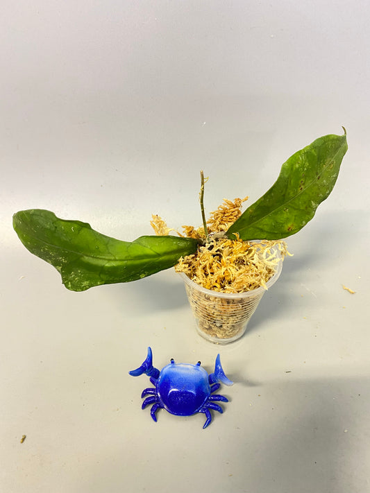 Hoya perak teddy bear - Unrooted