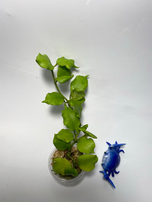 Reserved for Mildred - Hoya endauensis - has some roots