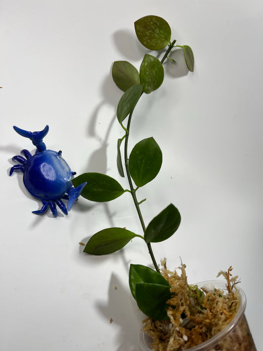 Hoya ir26 - unrooted