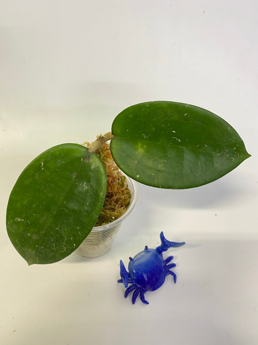 Hoya hanhiae yellow - has roots