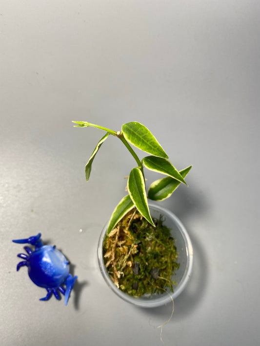 Hoya Bella outer variegation. (Albomarginata) - has roots