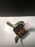Hoya sigillatis - actively growing