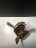 Hoya sigillatis - actively growing