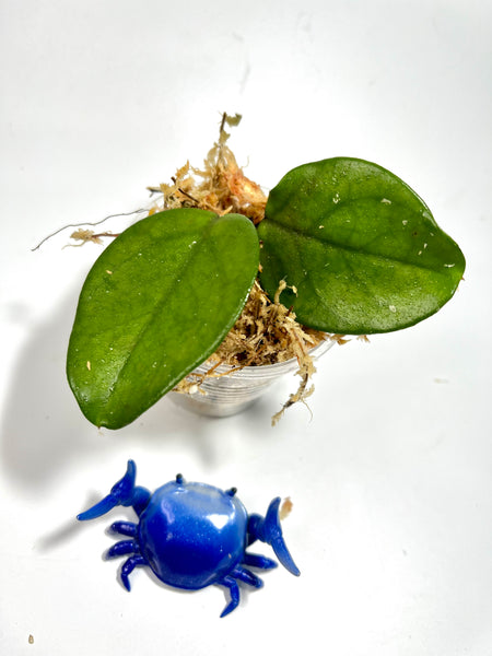 Hoya pubicalyx x fungii - Unrooted