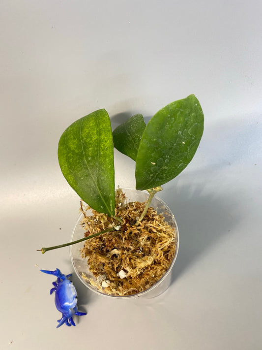 Hoya Hat Som Paen - has some roots