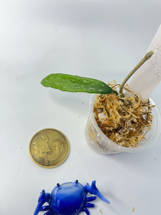 Hoya ‘minibelle’ splash - Unrooted