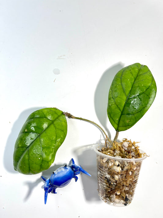 Hoya viola (deykeae x vitellina) - Unrooted