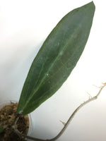 Hoya Benvergarai