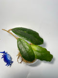 Hoya ranauensis - starting to root