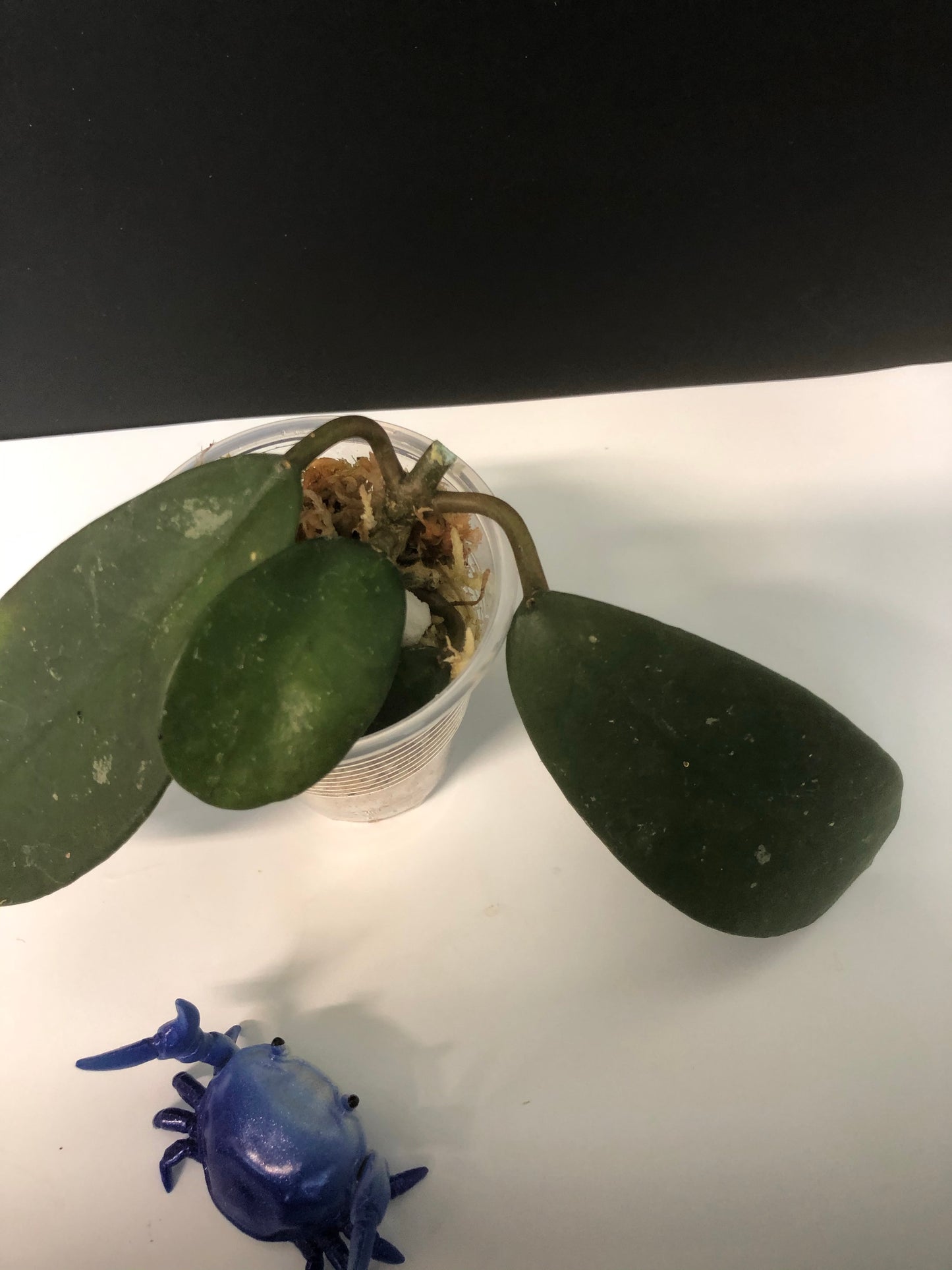 Hoya diversifolia crassipes