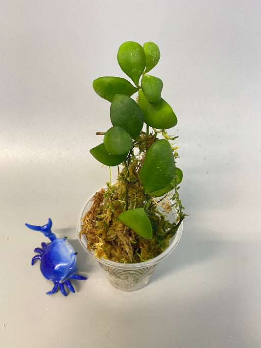 Hoya heuschkeliana pink - has roots