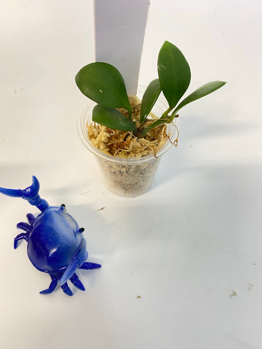 Hoya carmelae - has some roots