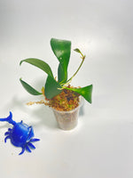 Hoya cv noona - active growth