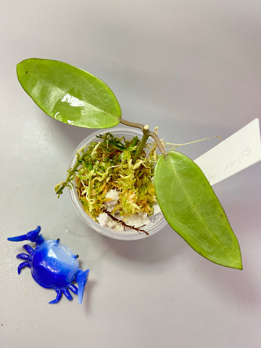 Hoya silver dollar - has some roots