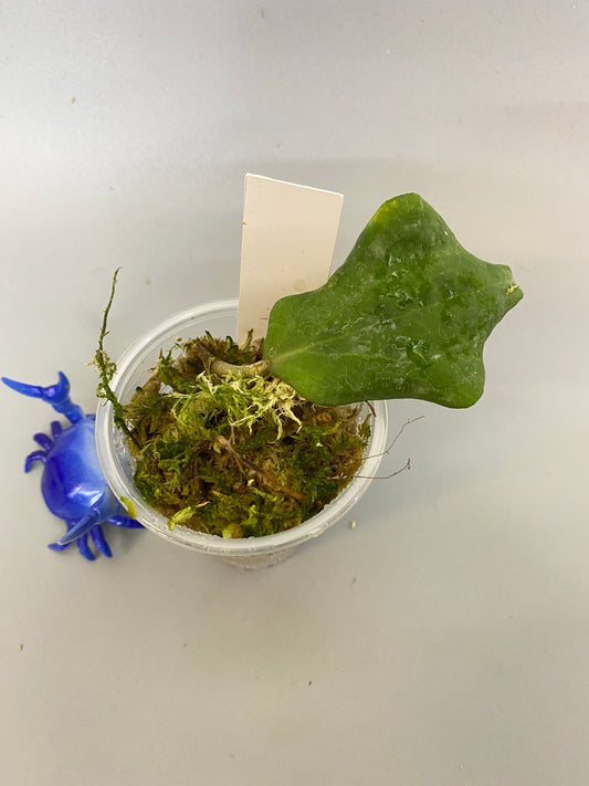 Hoya dolichosparte - has roots